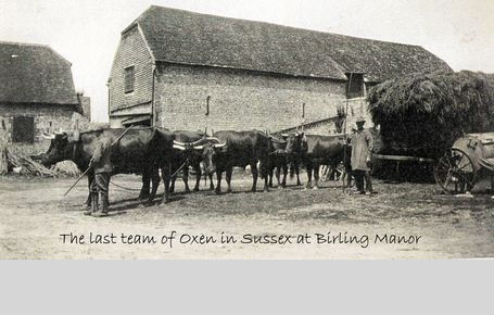 Last Team of Oxen at Birling Manor with Oxman Barton